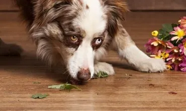 Hardwood Flooring | Wacky's Flooring